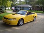 stang.jpg