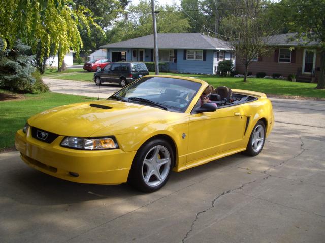 stang.jpg