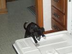 puppy1.jpg