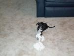 puppy2.jpg