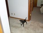 puppy3.jpg