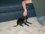 puppy4.jpg