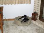 puppy5.jpg