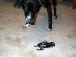 buddy_and_toy_sled.jpg