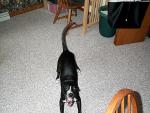 buddy_bark2.jpg