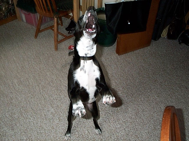 buddy_bark3.jpg