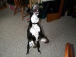 buddy_bark3.jpg