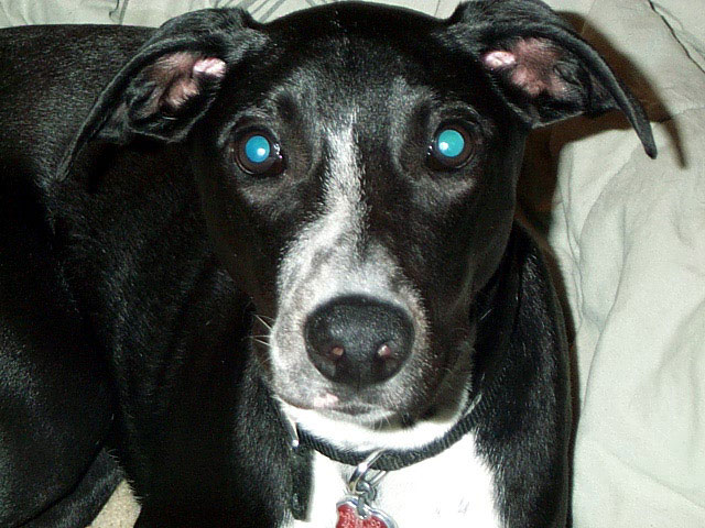 buddy_close_up.jpg