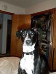buddy_close_up_2.jpg