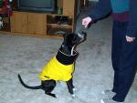 buddy_coat2.jpg