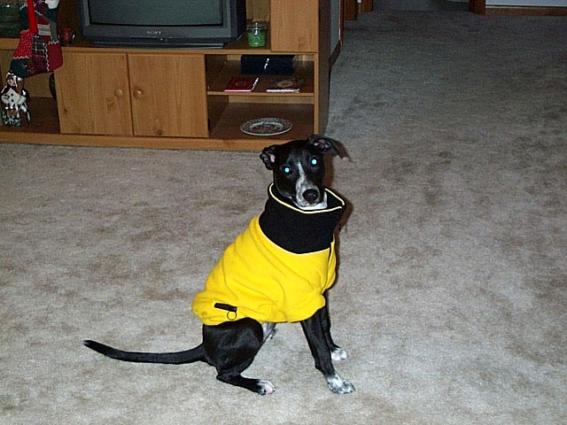 buddy_coat.jpg
