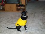 buddy_coat.jpg