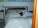 buddy_in_bed.jpg