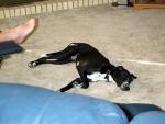 buddy_lay_on_floor.jpg