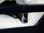 buddy_on_futon.jpg