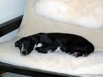 buddy_on_futon_2.jpg