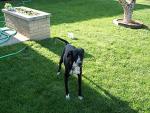 buddy_outside4.jpg