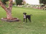 buddy_outside.jpg
