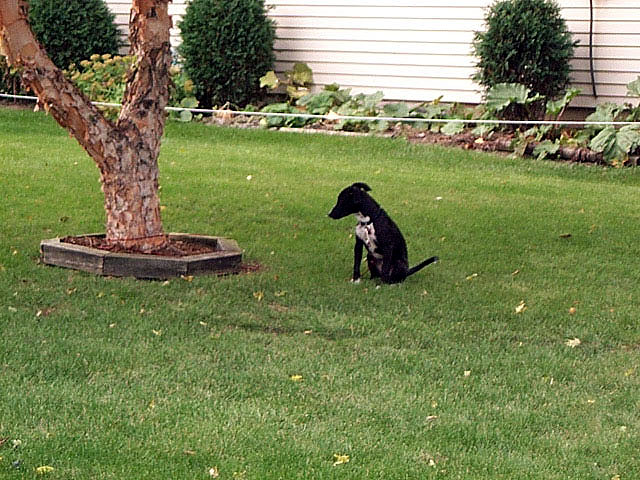 buddy_outside_2.jpg