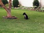 buddy_outside_2.jpg