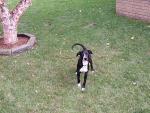 buddy_outside_look_camera.jpg