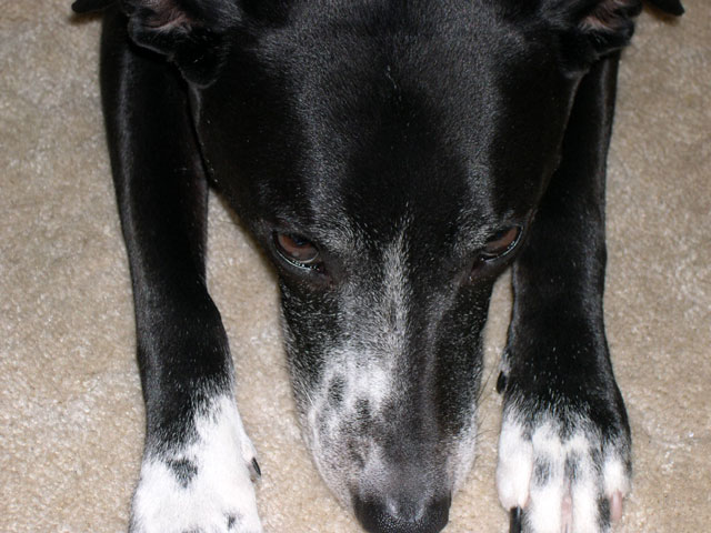 buddy2.jpg
