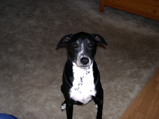 buddy_001.jpg