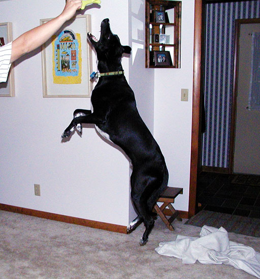 buddy_jump.jpg