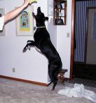 buddy_jump.jpg