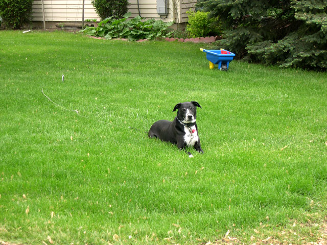 buddy_spring05.jpg