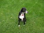 buddy_spring05_2.jpg