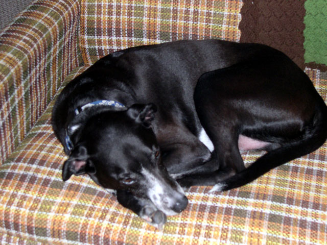 buddy_sleep.jpg