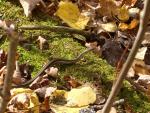 up_north_100610.jpg