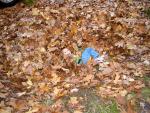 up_north_10065.jpg