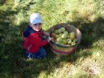 jack_apples.jpg