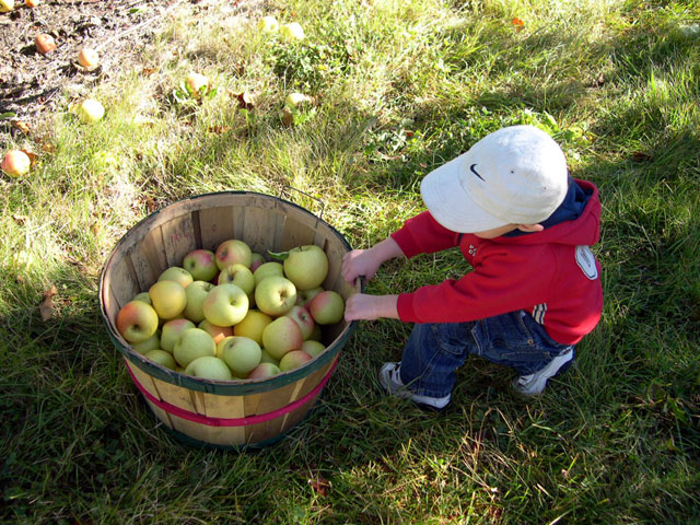 jack_apples_pull.jpg