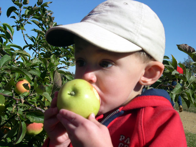 jack_bit_apple3.jpg