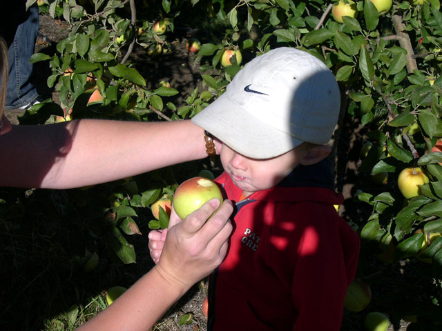 jack_bit_apple.jpg