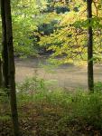 forest_adventure_7.jpg