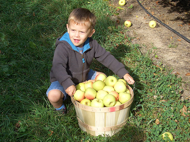 owen_apple_orchard.jpg