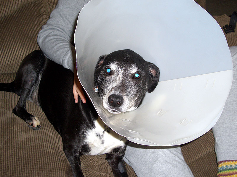 buddy_lampshade3.jpg