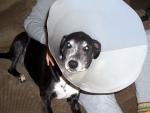 buddy_lampshade3.jpg