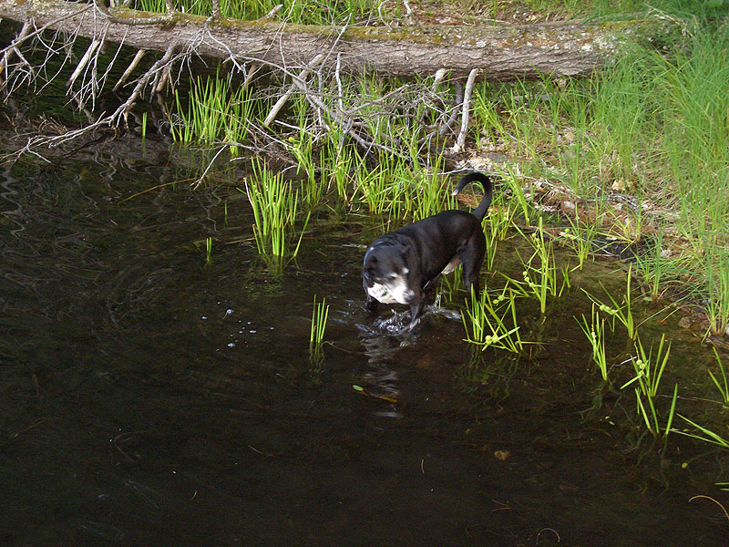buddy2_lando_0708.jpg