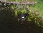 buddy2_lando_0708.jpg