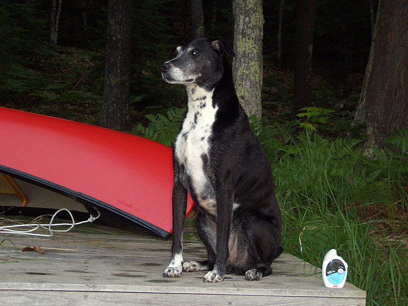 buddy_lando_0708.jpg