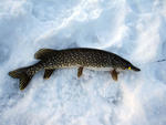 northern_pike.jpg