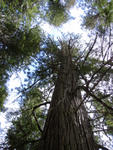 montana2010_large_tree_verticle.jpg