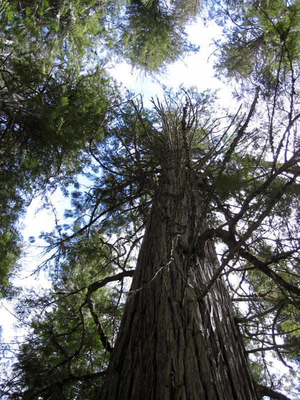 montana2010_large_tree_verticle.jpg