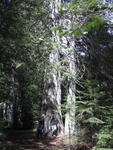montana2010_meg_MTL_tree.jpg