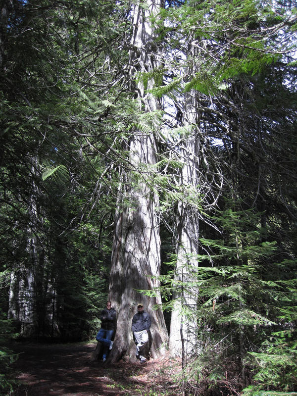 montana2010_meg_MTL_tree.jpg